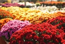 Potées de chrysanthèmes rouges, roses et orangés en pleine floraison d'automne