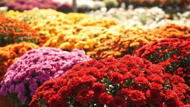 Potées de chrysanthèmes rouges, roses et orangés en pleine floraison d'automne