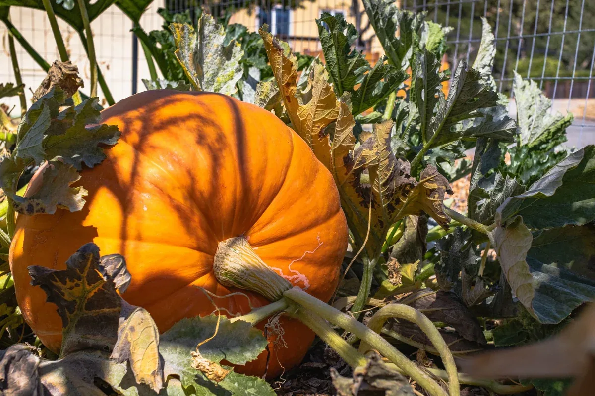 Une citrouille orange mûrit au soleil entre ses grandes feuilles au potager