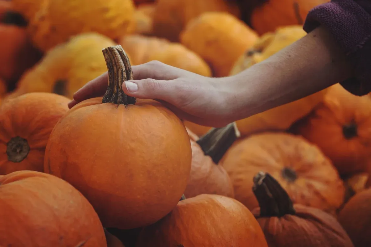 Une main choisit une citrouille dans un tas de récolte