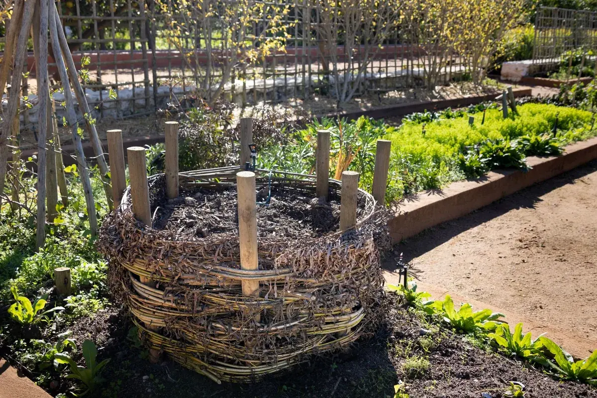 Composteur en osier tressé au milieu d'un potager