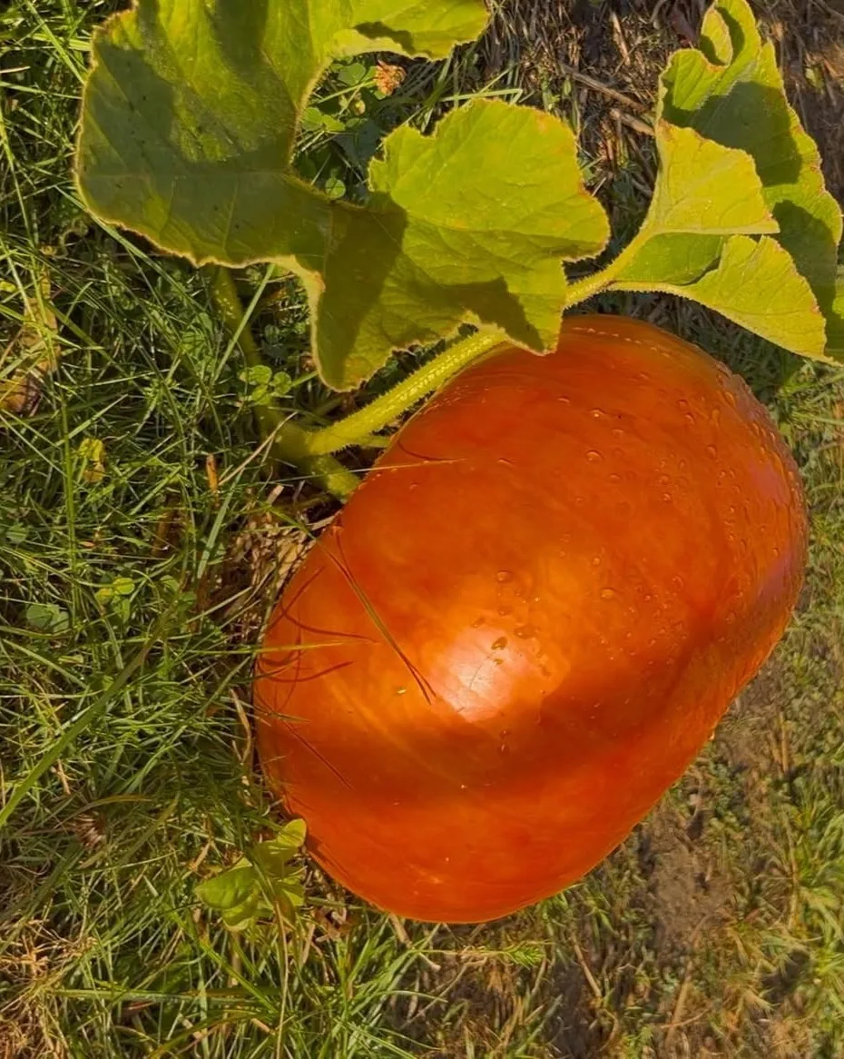 Citrouille orange encore attachée à son pied au milieu du feuillage