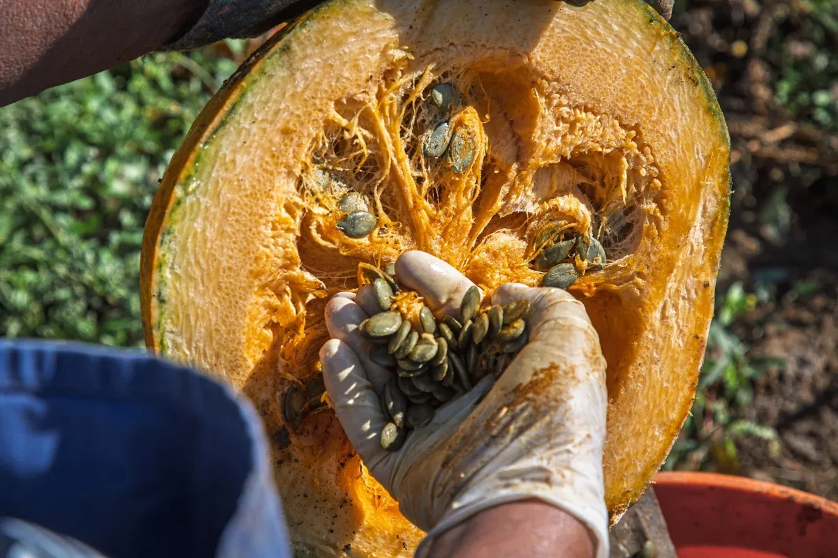 Main gantée qui retire les graines et les fibres d'une citrouille coupée