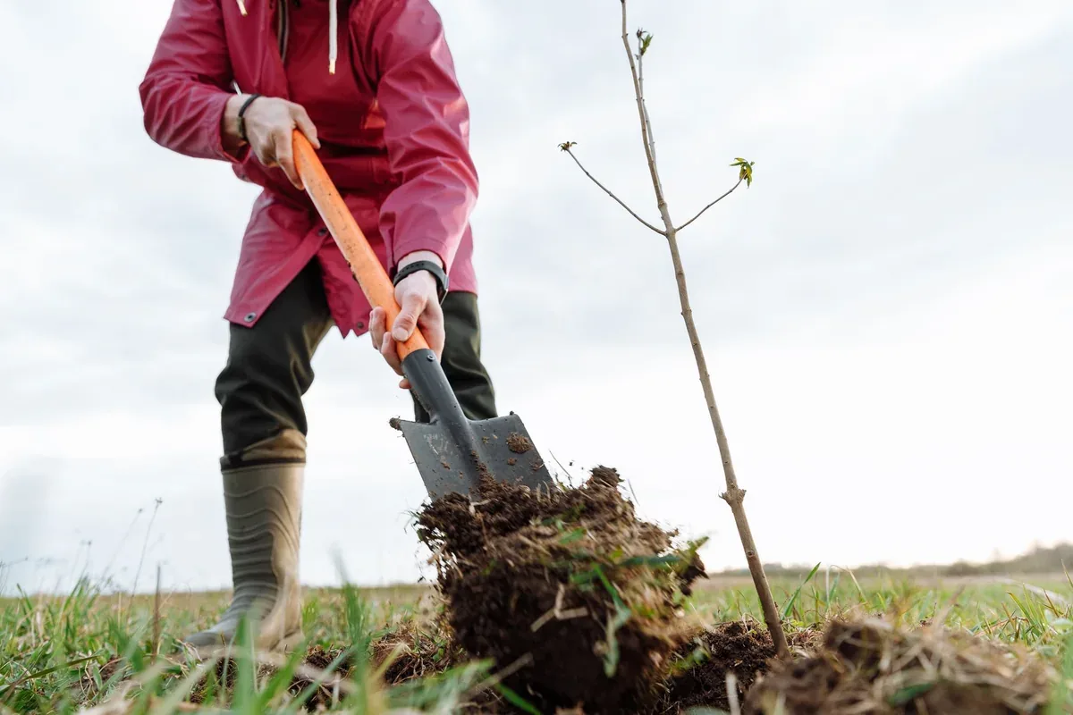 Jardinière creusant à la bêche le trou de plantation d'un jeune arbre