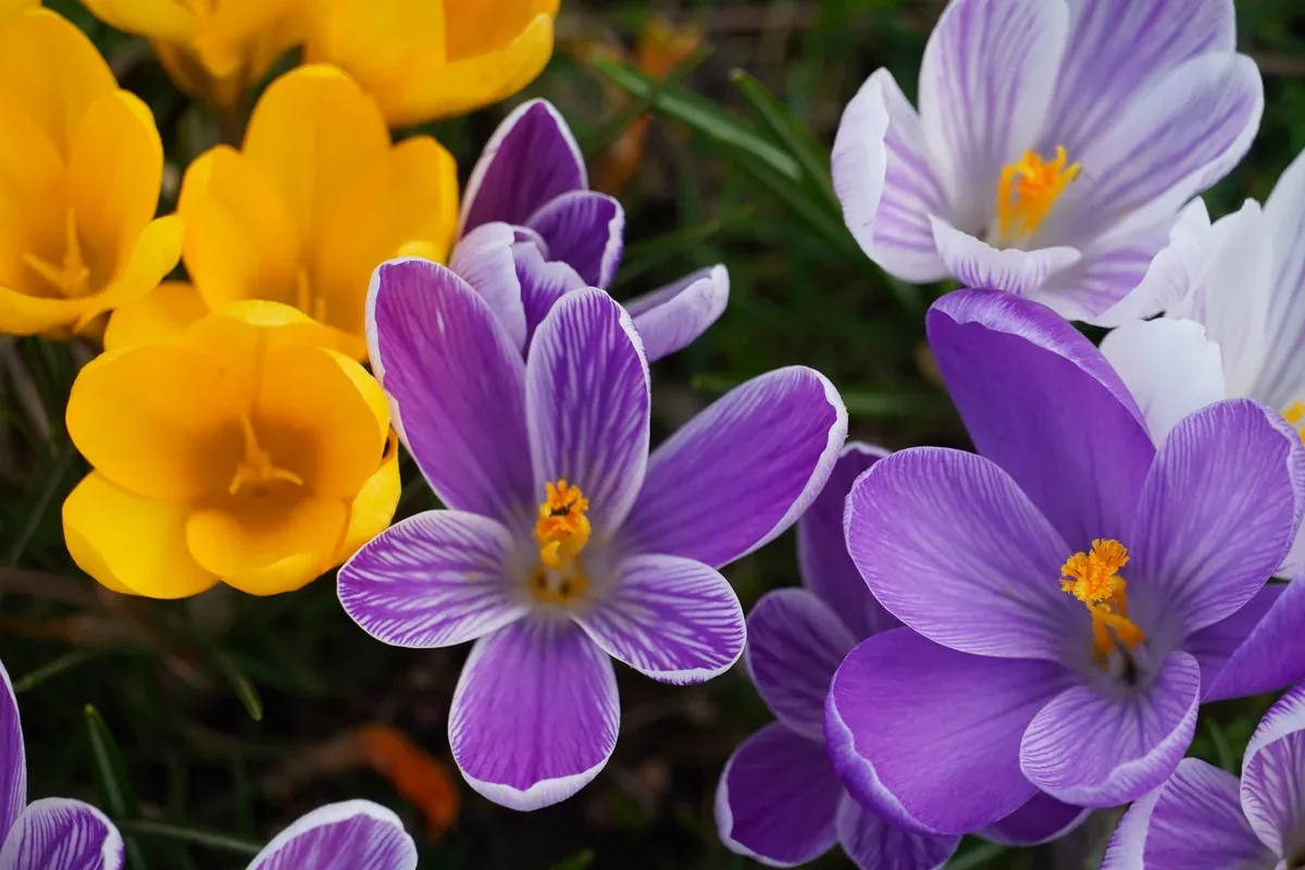 Crocus violets et jaunes ouverts au soleil de fin d'hiver