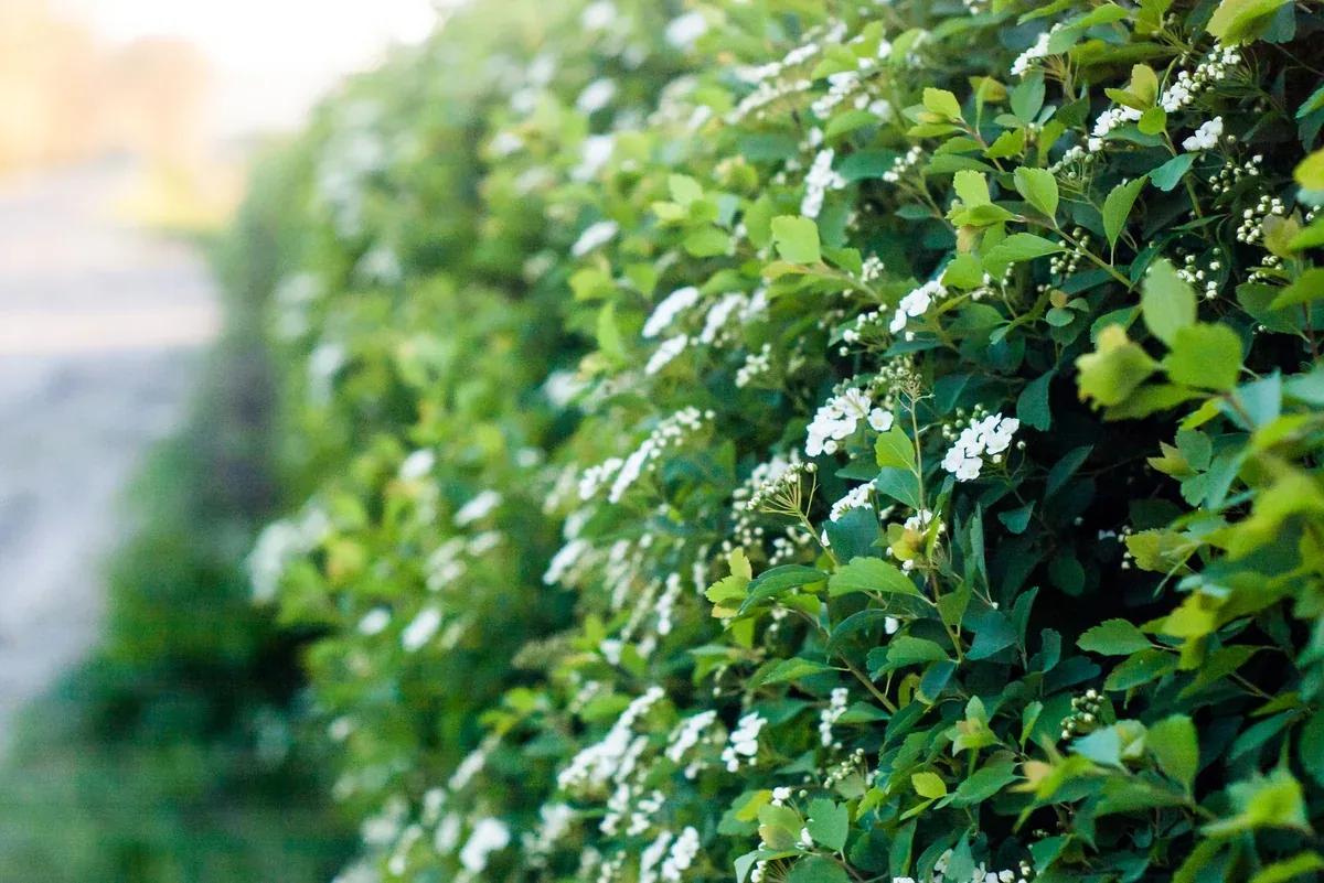 Haie champêtre couverte de petites fleurs blanches au printemps
