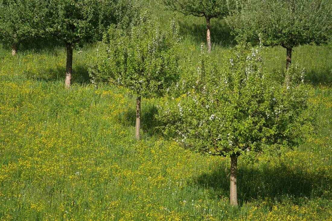 Jeune verger de petits arbres fruitiers dans une prairie fleurie