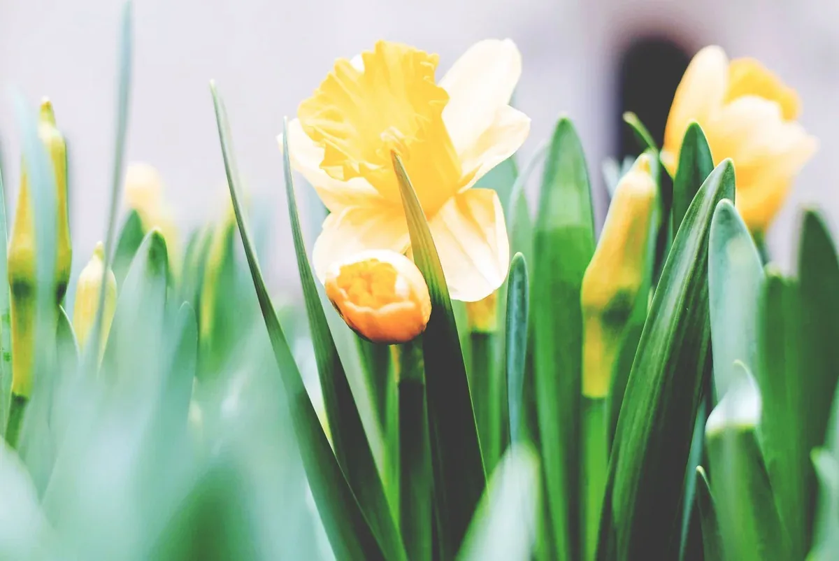 Jonquilles jaunes en fleurs parmi leurs feuilles vertes