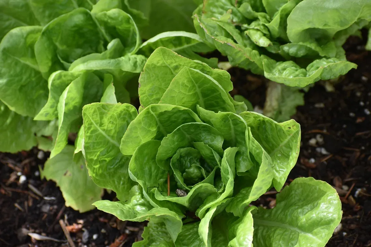 Laitues bien pommées au potager