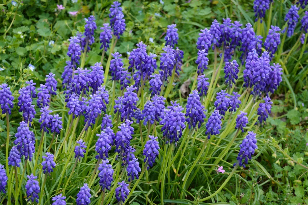 Tapis de muscaris bleus naturalisés dans l'herbe