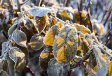 Feuilles d'automne jaunies couvertes de givre au petit matin