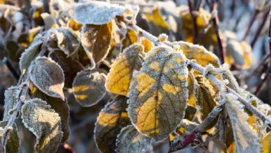 Feuilles d'automne jaunies couvertes de givre au petit matin