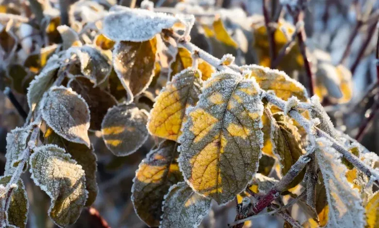 Feuilles d'automne jaunies couvertes de givre au petit matin
