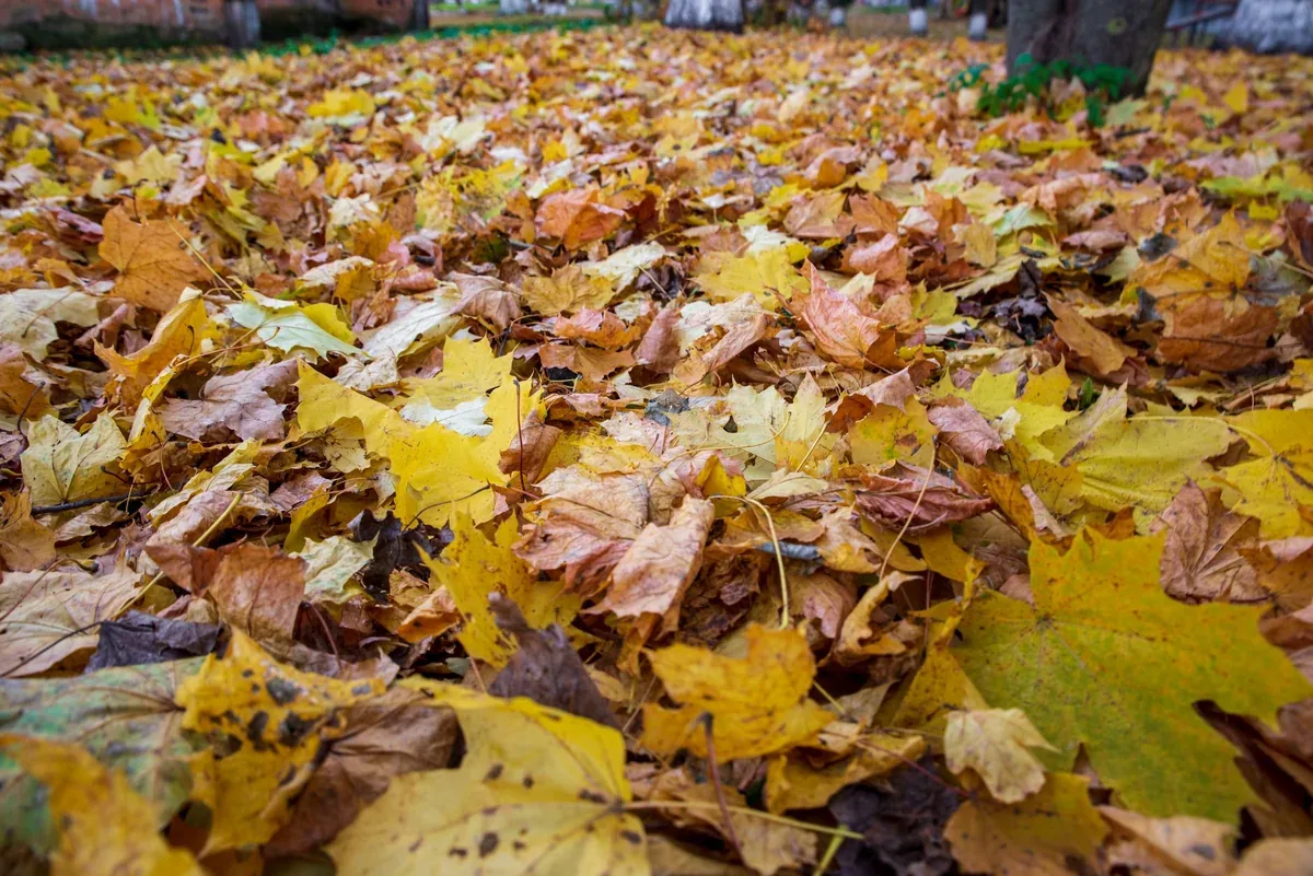 Feuilles mortes jaunes et orangées tombées sur la pelouse