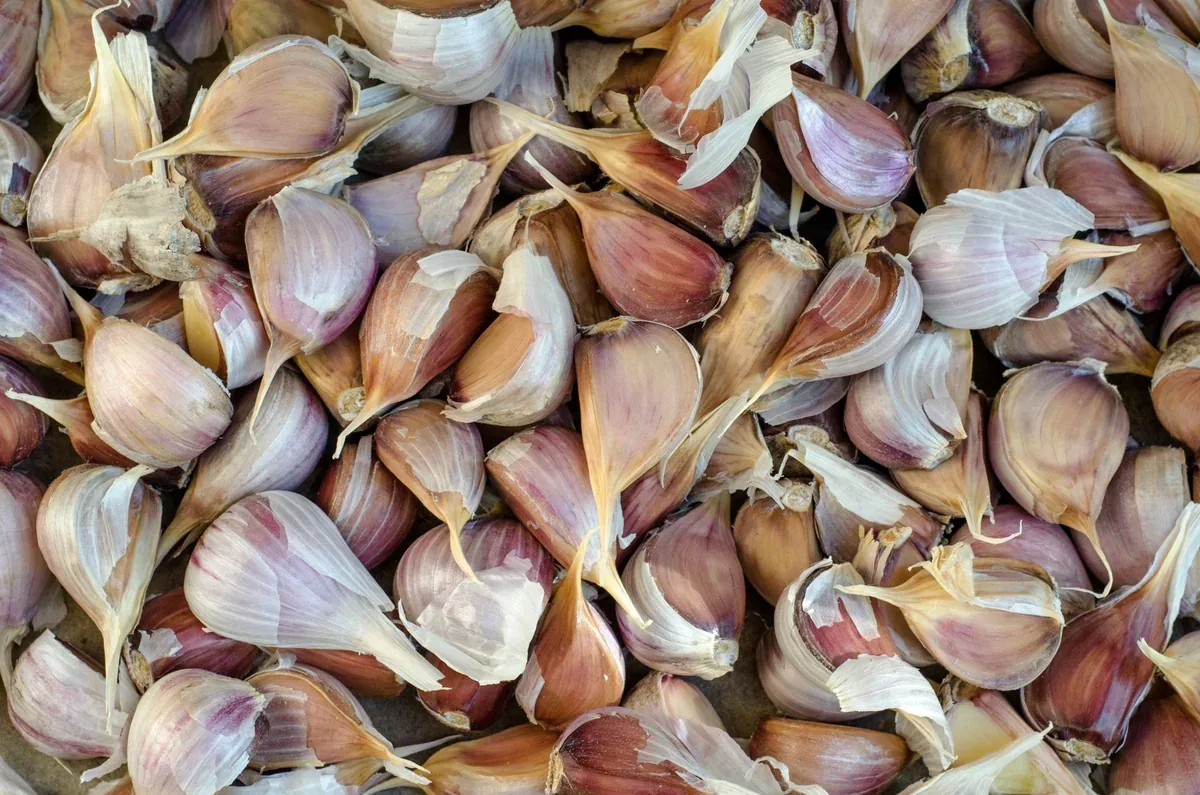 Gousses d'ail rose prêtes à être plantées
