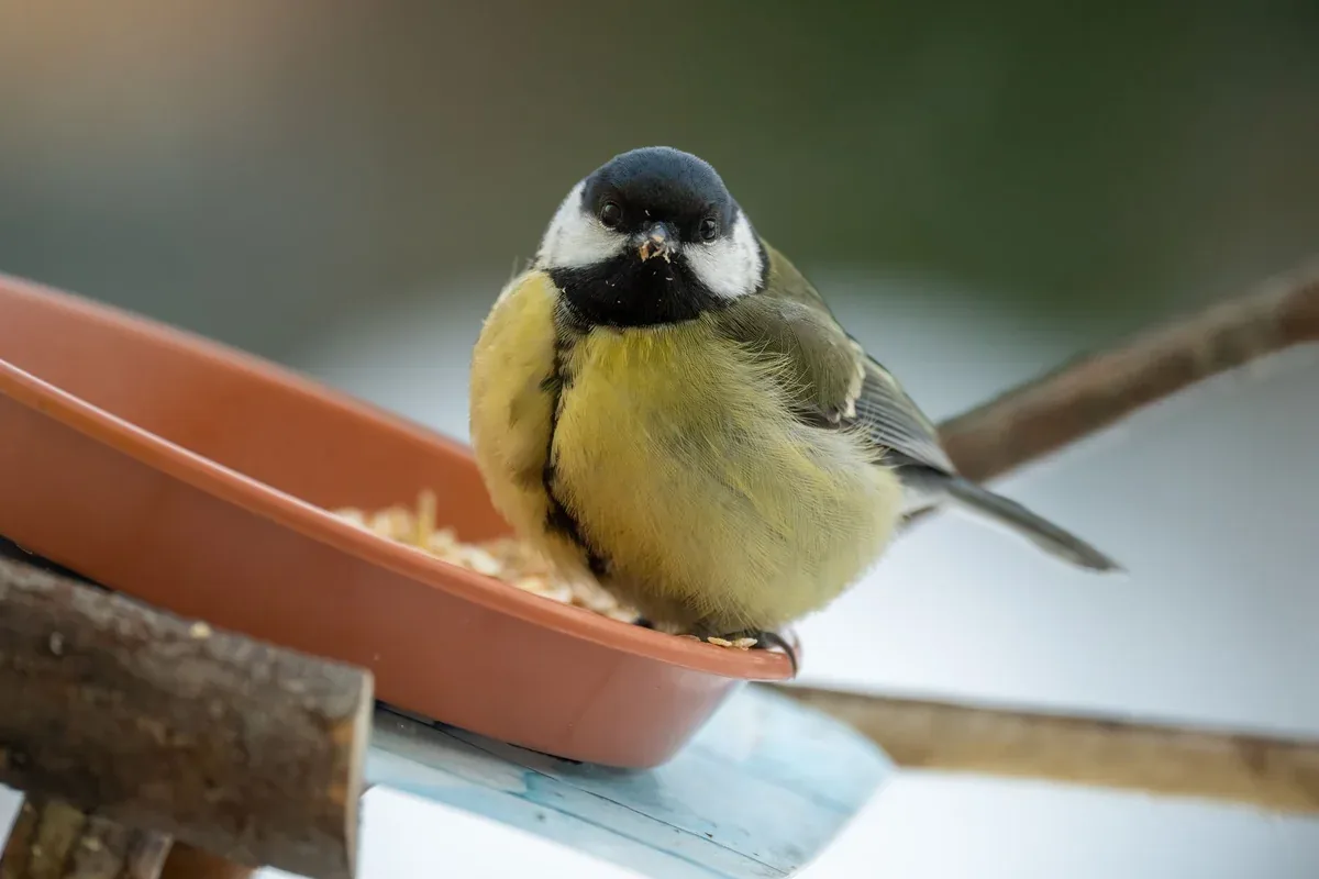 Mésange charbonnière posée sur une mangeoire en hiver