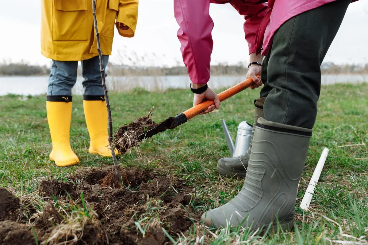 Plantation d'un jeune arbre à la bêche dans un jardin en automne