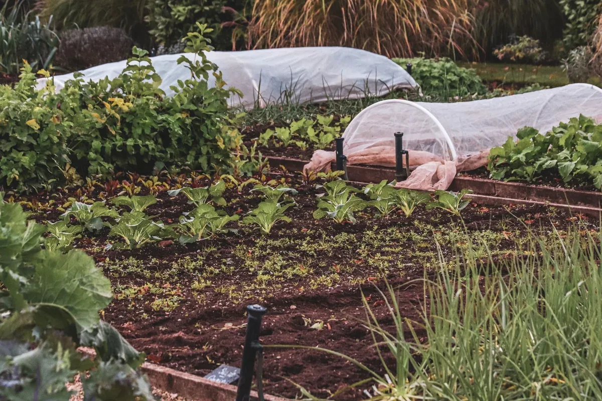 Planches de potager protégées par des tunnels de voile d'hivernage