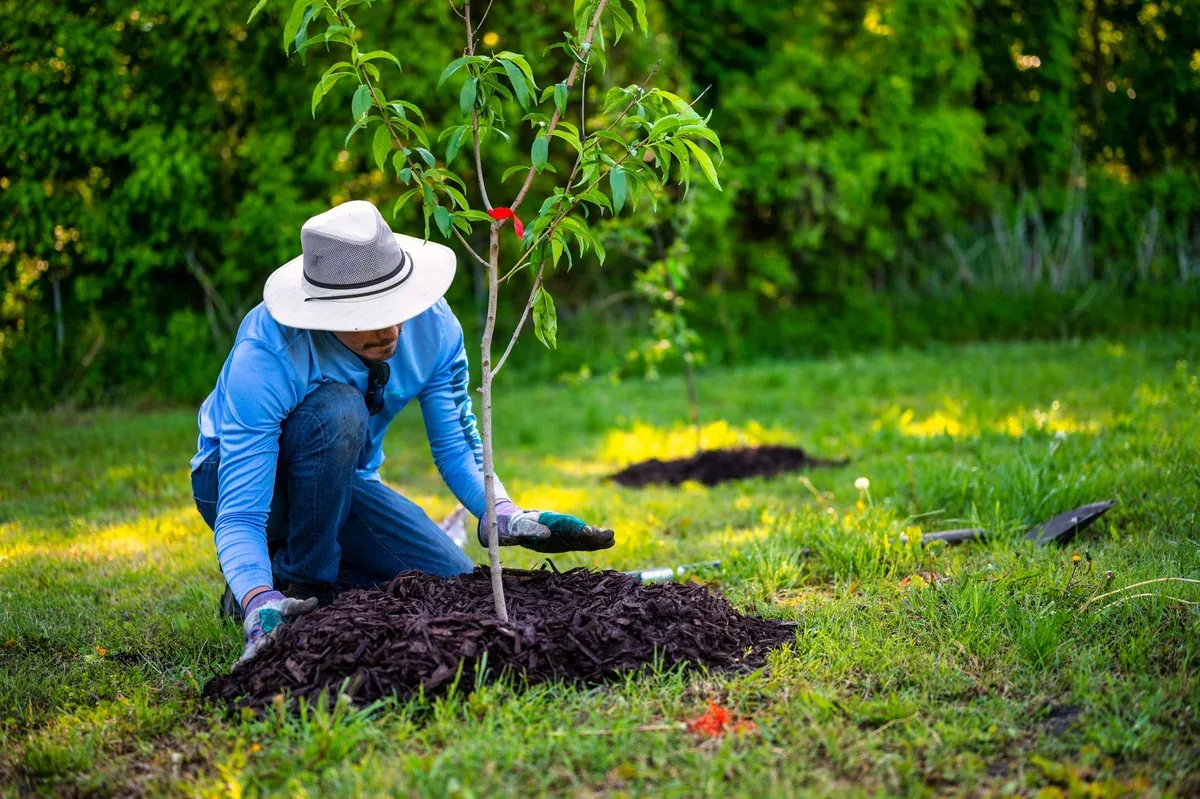 Jardinier étalant un paillis au pied d'un jeune arbre fruitier