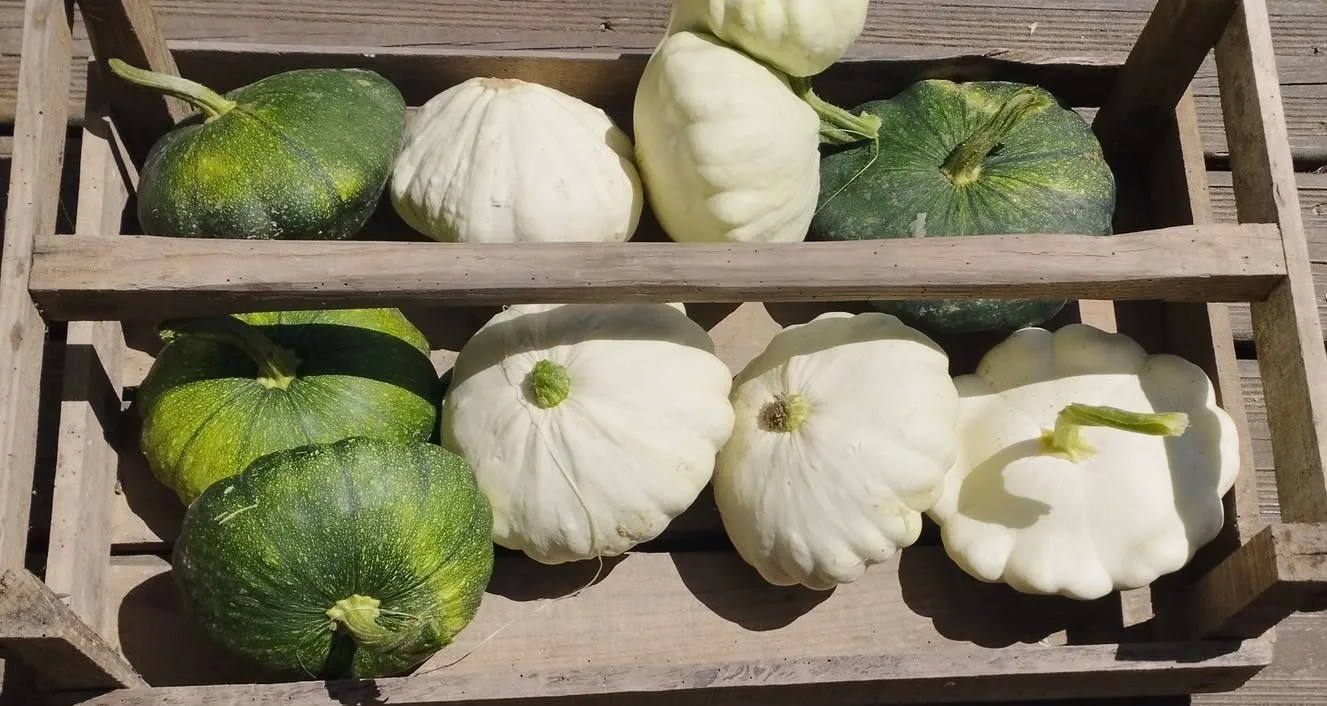 Cagette en bois remplie de pâtissons blancs et de courges vertes après la récolte