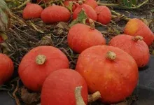 Potimarrons rouges mûrs posés sur la toile de paillage du potager, pédoncules secs