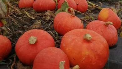 Potimarrons rouges mûrs posés sur la toile de paillage du potager, pédoncules secs