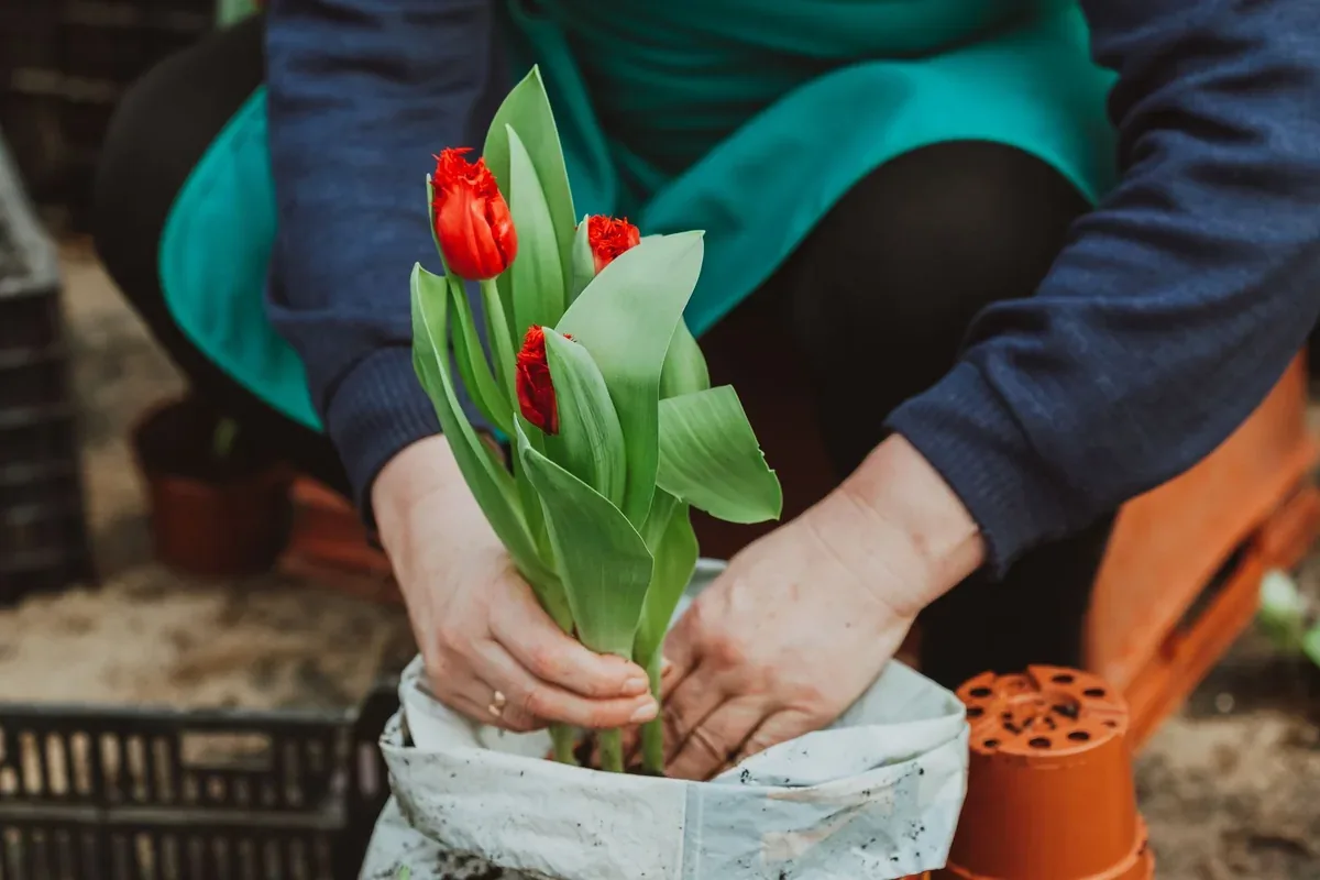 Mains de jardinier installant des tulipes rouges dans un pot