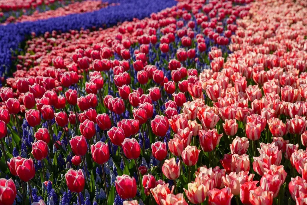 Massifs de tulipes rouges et roses bordés de rubans de muscaris bleus au printemps