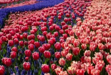 Massifs de tulipes rouges et roses bordés de rubans de muscaris bleus au printemps