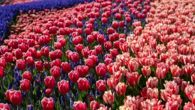 Massifs de tulipes rouges et roses bordés de rubans de muscaris bleus au printemps