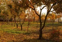 Verger d'automne aux arbres dorés baignés de lumière