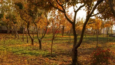 Verger d'automne aux arbres dorés baignés de lumière