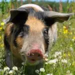 Illustration du profil de Ababou