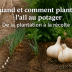 Quand et comment planter l’ail au potager – de la plantation à la récolte