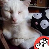 Illustration du profil de Michel-White