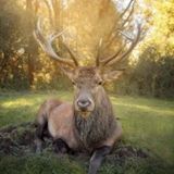 Illustration du profil de Jean-Genou-Dudu