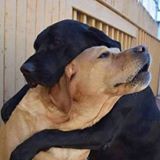 Illustration du profil de Philippe-Deberre