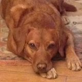 Illustration du profil de Delphine-Stolar