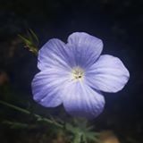 Illustration du profil de Cyrille-Ausangate