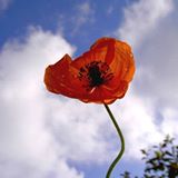 Illustration du profil de Michele-Turbin