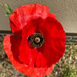 Illustration du profil de Herve-Klein