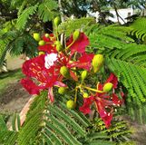 Illustration du profil de Nao-Jawe